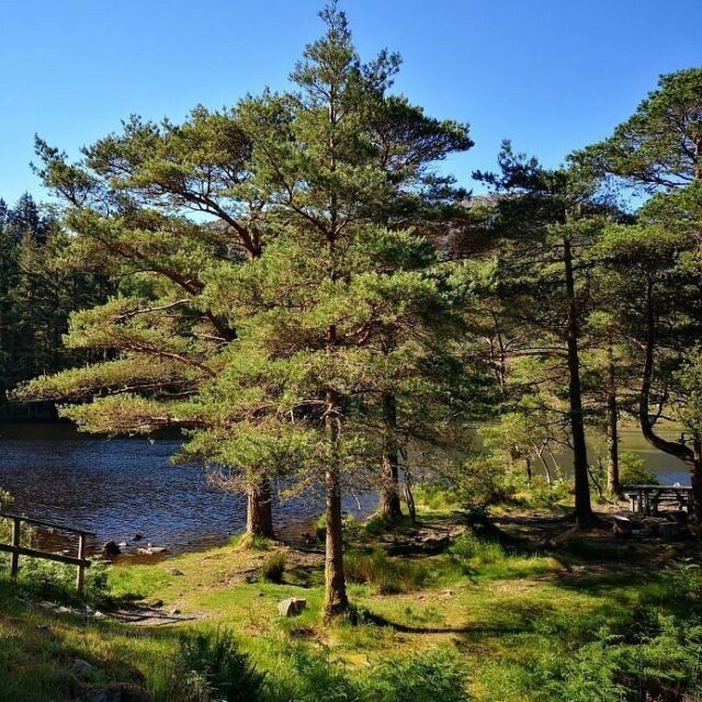 Beddgelert forest edit